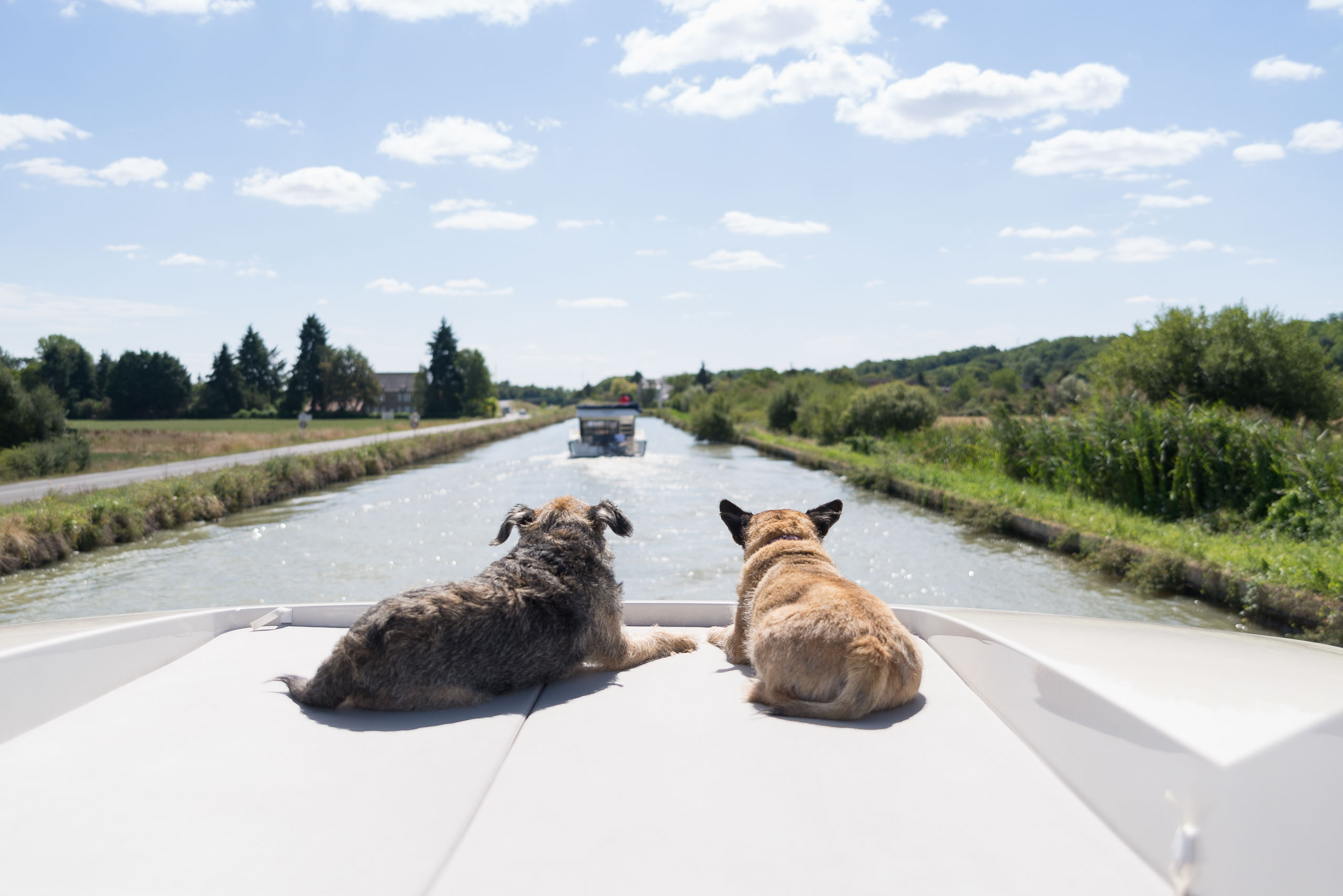 Honden aan boord in Bourgogne